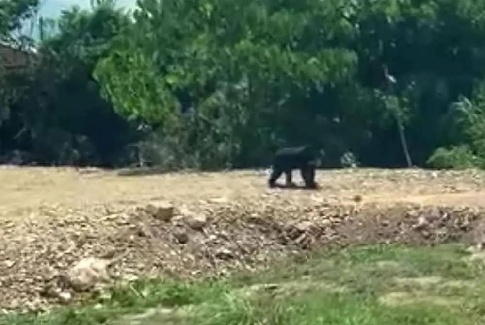 Tangkap layar video tular memaparkan seekor beruang tersesat di sekitar daerah Dungun.