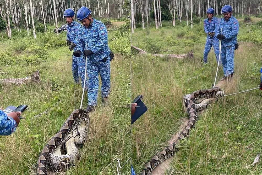Anggota APM mengambil masa kira-kira 30 minit untuk menangkap ular sawa batik di Kampung Tebing Tinggi, Baling. Foto APM