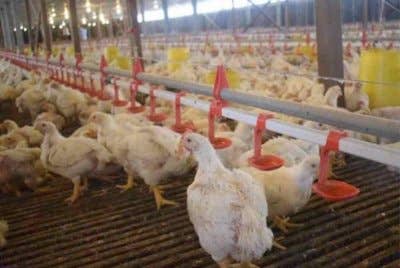 Langkah kerajaan menamatkan kawalan harga dan subsidi ayam, antara lain bagi memastikan penjimatan diperoleh dapat disalurkan semula kepada sektor ternakan secara lebih berfokus dan strategik.