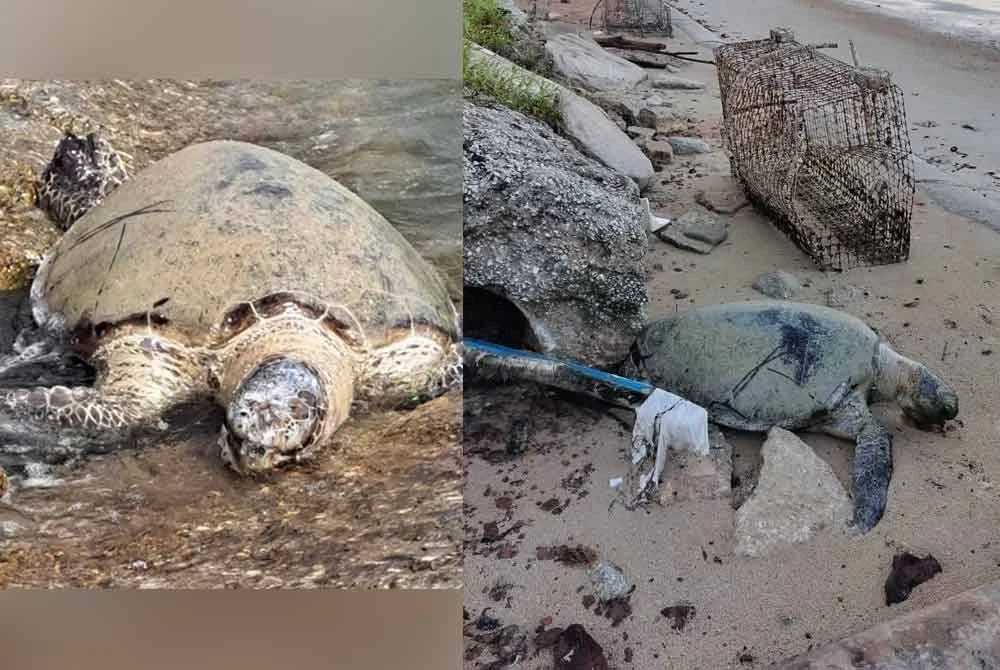 Penyu agar ditemui mati terdampar di Teluk Kemang. Foto Facebook Jabatan Perikanan Negeri Sembilan.