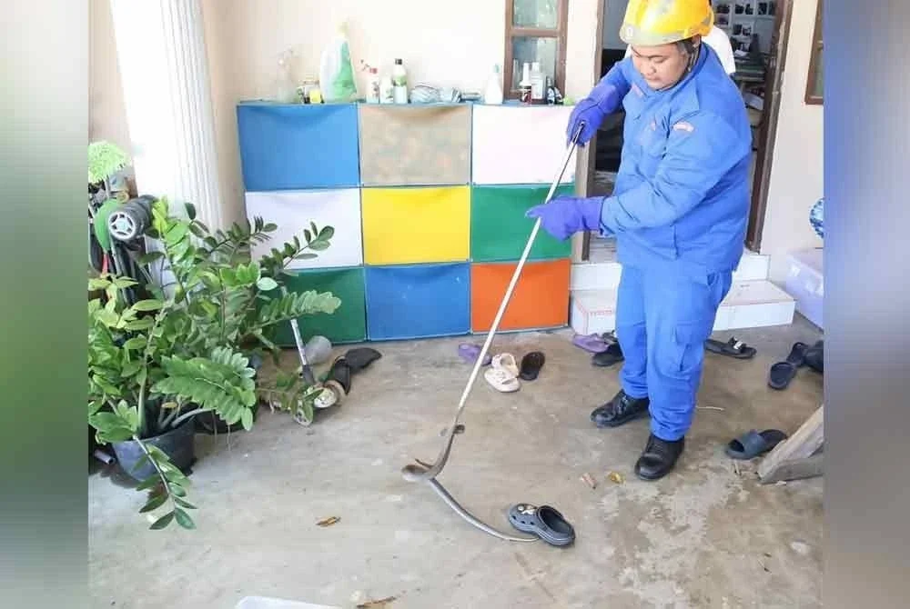 Anggota APM Kota Bharu menangkap seekor ular tedung senduk sepanjang satu meter yang muncul di dalam tandas rumah di Peringat, Kota Bharu pada Rabu. FOTO: APM