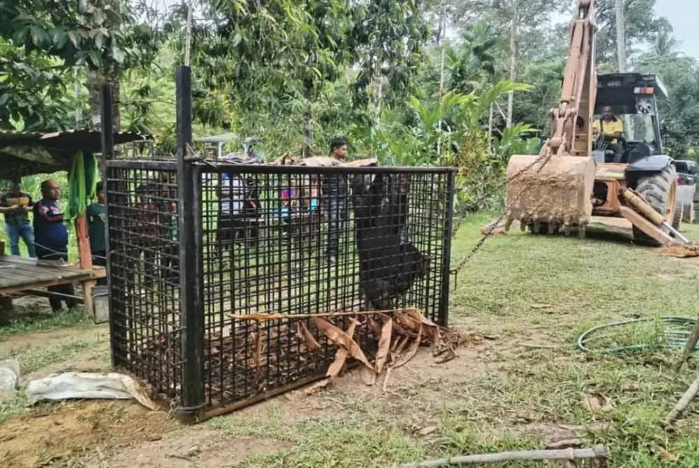 Beruang jantan ini dalam keadaan sihat dan telah dilepaskan ke habitat semula jadi yang sesuai.