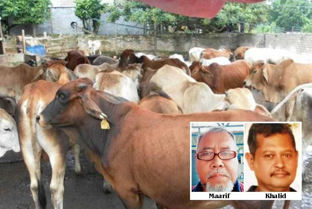 Permintaan terhadap lembu bagi ibadah korban di Negeri Sembilan tahun ini menunjukkan trend penurunan walaupun harga kekal seperti tahun sebelumnya. Gambar hiasan.