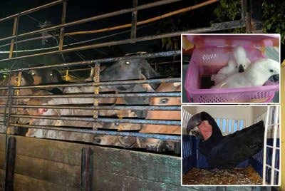 Pasukan PGA menumpaskan kegiatan penyeludupan apabila merampas 15 ekor lembu, tiga ekor burung kakak tua dan seekor merak putih dalam dua serbuan berasingan semasa penugasan Op Taring Wawasan di Tumpat dan Tanah Merah pada Rabu.