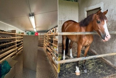 Sebuah stor di salah sebuah kediaman yang digunakan untuk menyimpan minuman keras mewah dianggarkan bernilai RM3 juta yang dipercayai mempunyai kaitan dengan aktiviti penggubahan wang haram. Gambar kanan: Antara kuda yang ditemukan susulan tindakan yang dijalankan SPRM.