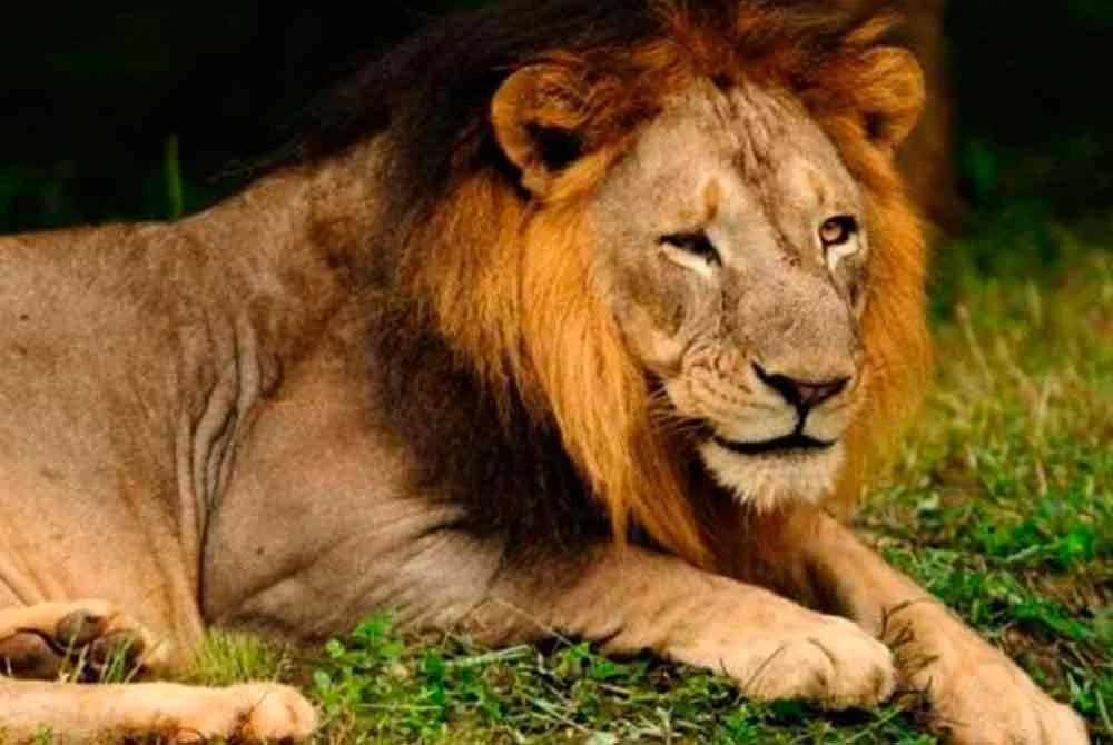 Ahli perniagaan Namibia dan dermawan terkenal itu maut diserang singa betina ketika menyertai aktiviti safari. Gambar hiasan.