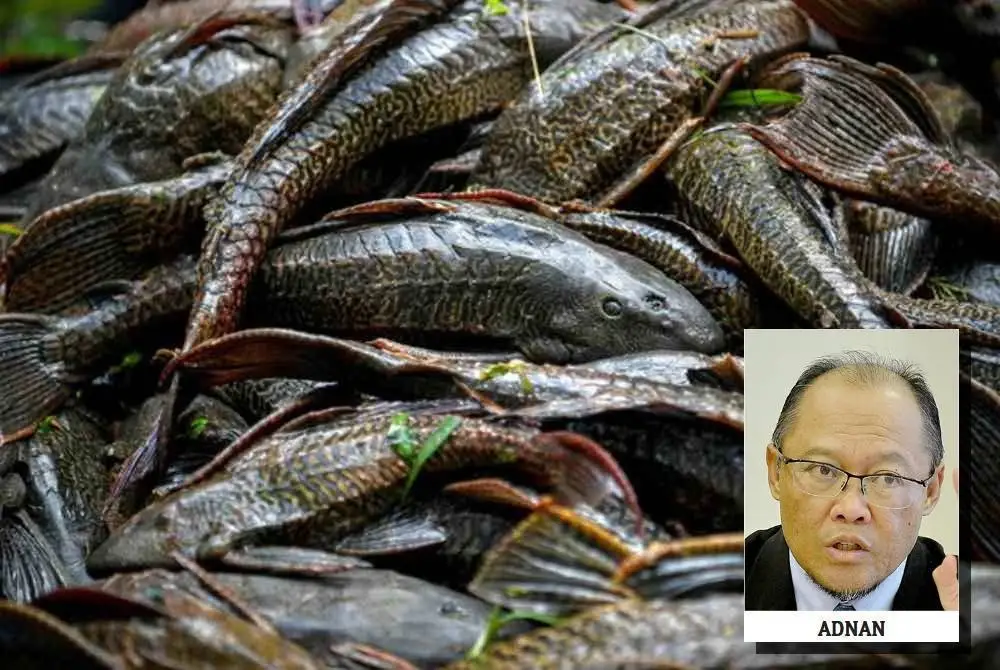 Ikan bandaraya mudah menyesuaikan diri dalam tempat baharu dan mempunyai daya ketahanan tinggi terhadap persekitaran yang tercemar. (Gambar kecil: Adnan)