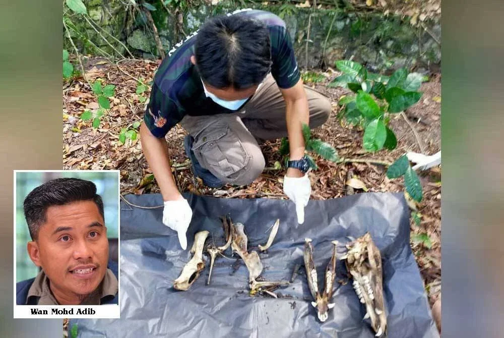 Perhilitan Selangor melaksanakan pemeriksaan bangkai babi hutan yang ditemui di Ampang dan memantau kawasan sekitar penemuan bangkai terbabit.