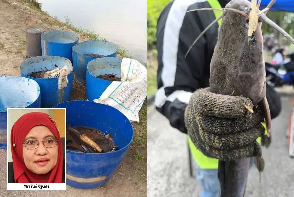 Sebanyak 1.5 tan keli Afrika dinaikkan dalam program pertandingan memancing di Tasik MAEPS, Serdang pada Sabtu.