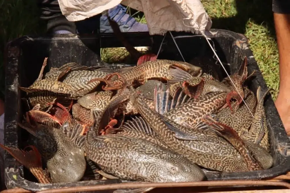 Ikan bandaraya menjadi spesies paling banyak dikesan berada di sungai air tawar negara.