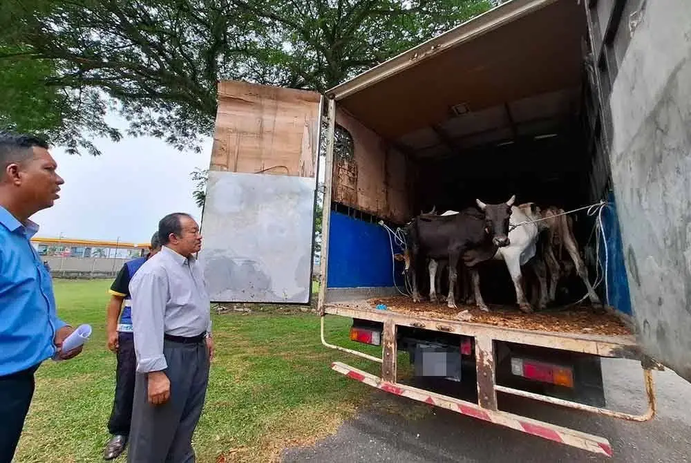 Salfullizam (dua dari kiri) membuat pemeriksaan ke atas lori yang membawa 12 ekor lembu tanpa sebarang dokumen pemindahan sah dipercayai untuk tujuan ibadah korban.