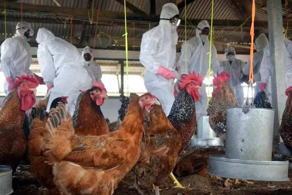 Virus H5N1, H5N6 dan H7N9 adalah selesema burung patogenik yang meningkat kesnya sejak 2024, membimbangkan potensi pandemik global