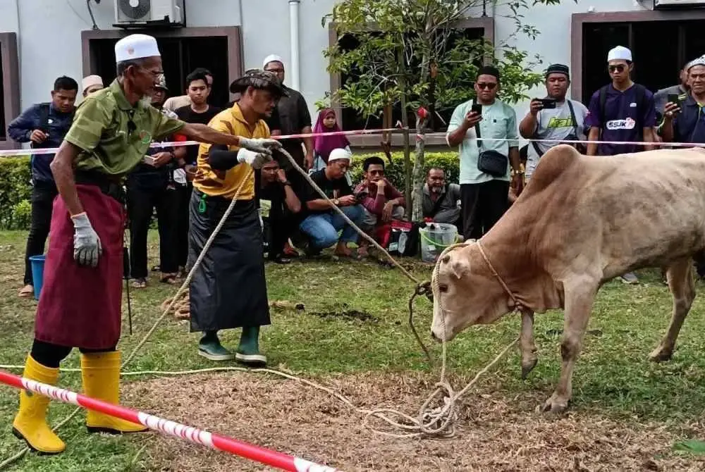 TEKNIK yang betul tidak akan menzalimi haiwan sembelihan.