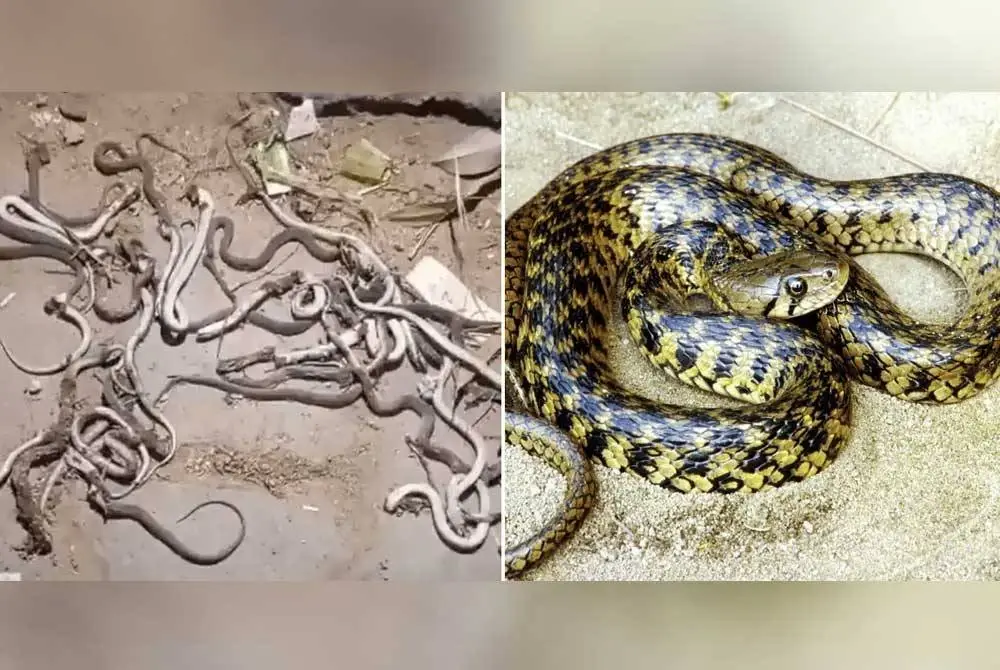 Ular yang dipercayai dibunuh oleh penduduk kampung pada Ahad lalu. - Foto: NDTV