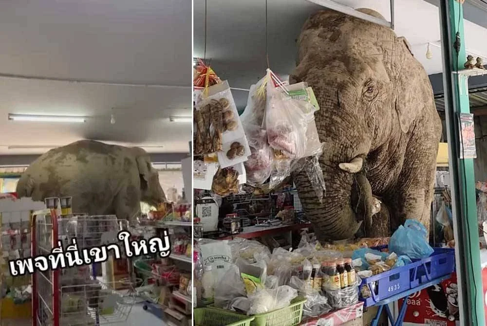 Plai Biang Lek yang memasuki kedai runcit untuk menjamah manisan. - Foto: Matichon.