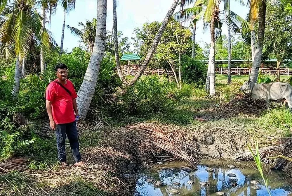 Bapa saudara mangsa, Muhamad Hamirudin Jahaya, 31, bersama lembu betina yang ditemui dalam kolam terbiar pada malam Rabu.