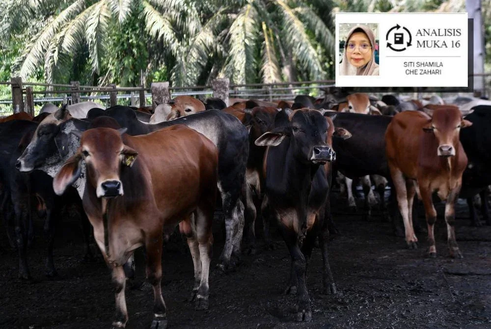 Membeli lembu korban semata-mata kerana harga yang murah tanpa mengambil kira aspek keselamatan jelas merupakan tindakan yang tidak bertanggungjawab dan berbahaya. Foto Bernama/hiasan