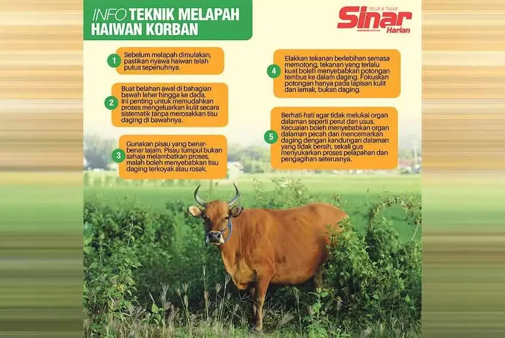 Teknik melapah haiwan korban.