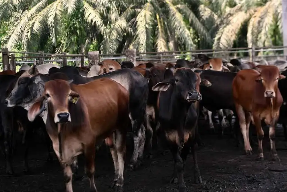 Surau Al-Mahabbah, Taman Desa Indah, Nilai, berjaya melaksanakan ibadah korban melibatkan 45 ternakan dalam dua jam, hasil semangat kerjasama komuniti. Foto hiasan