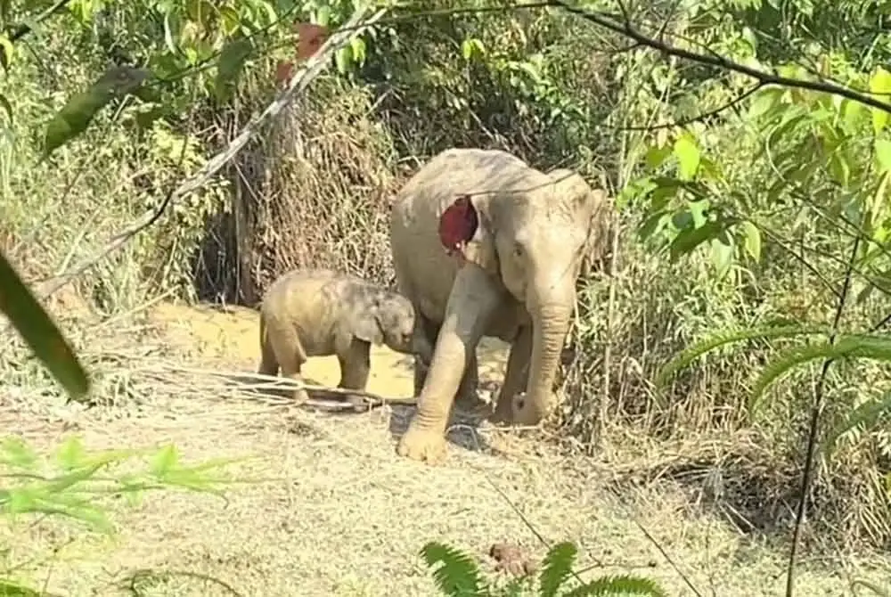 Tangkap layar hantaran tular di media sosial menunjukkan kaki anak gajah tersebut tersangkut pada tali lembu di ladang kelapa sawit berhampiran Felda Neram II, Kemaman pada Khamis lalu. Foto Tik Tok Fendyalwi91