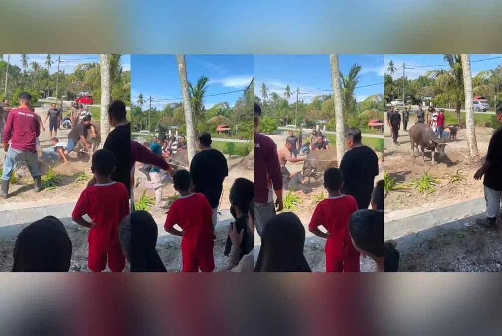 Tangkap layar video tular menunjukkan seekor kerbau untuk dijadikan ibadah korban bertindak agresif sewaktu hendak ditumbangkan.