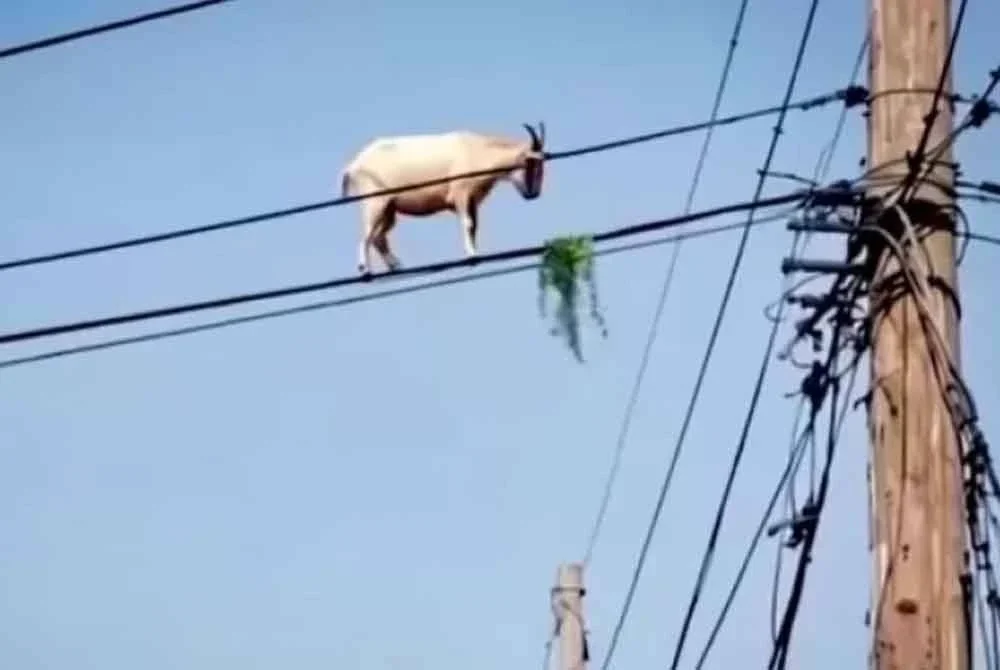 Seekor kambing dirakam berdiri di atas kabel elektrik sambil mengunyah rumput. Foto Agensi