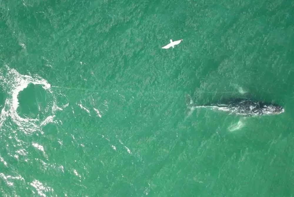 Seekor paus bongkok yang tersangkut pada tali dilihat berenang dalam keadaan cemas di selatan Pelabuhan Sydney, Australia.