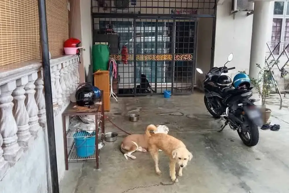Anjing yang dilepaskan pemiliknya dan mengganggu ketenteraman jiran. Foto MBS