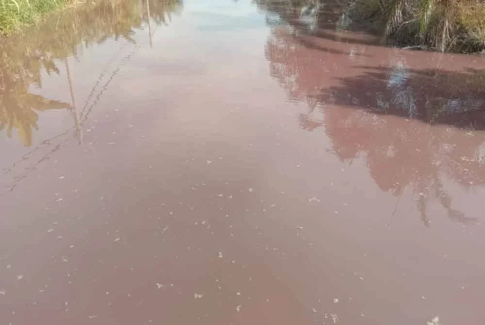 Air parit bertukar warna kemerahan dan berbau seperti belacan.