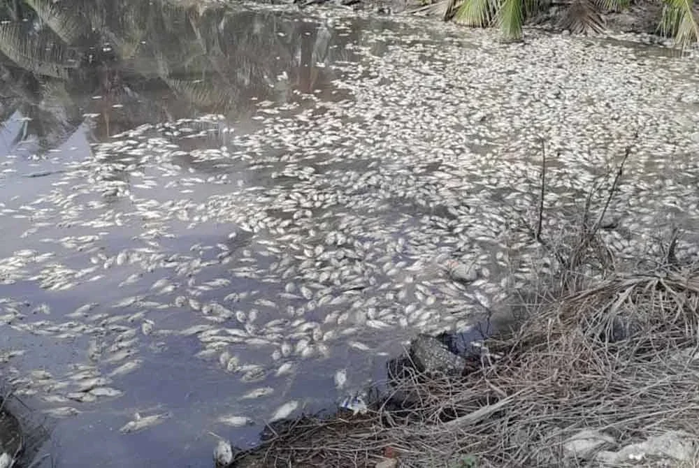 Ribuan bangkai ikan yang timbul dan mengeluarkan bau busuk.