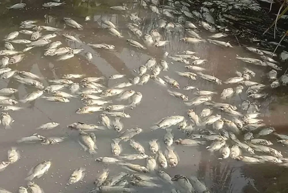 Ribuan bangkai ikan yang timbul dalam parit di Kampung Sungai Tiang Baroh dan Kampung Sungai Payung.