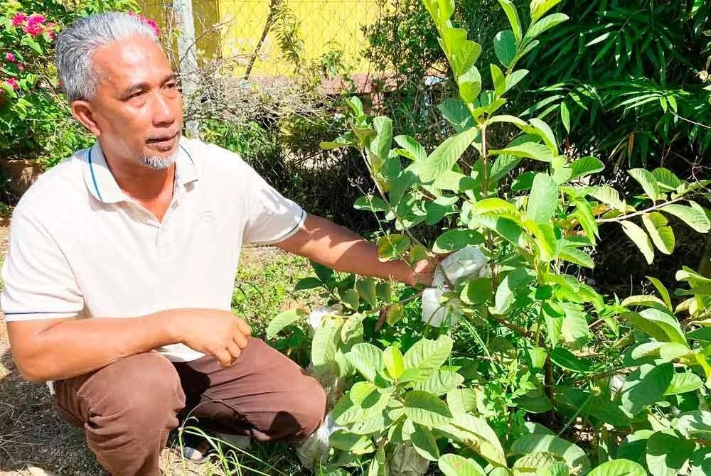 Halim sehingga kini terkilan kerana tidak memberi Muhammad Adib makan jambu batu yang ditanam di tepi rumahnya di Kampung Pengkalan Cina, Bachok.
