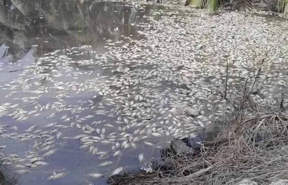 Ribuan ikan air tawar ditemui mati terapung di permukaan parit dan saliran utama di Kampung Sungai Payung dan Sungai Tiang Baroh.