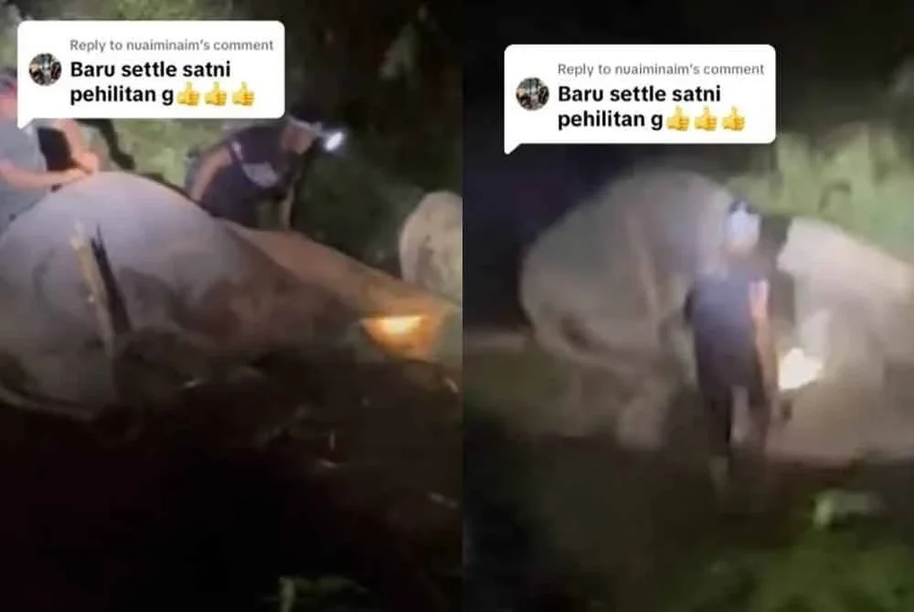 Tangkap layar video TikTok memaparkan usaha menyelamat gajah yang dilakukan oleh anggota Perhilitan.