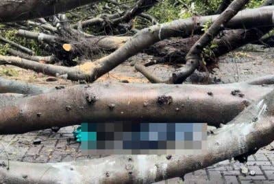Seorang pelajar lelaki Universiti Feng Chia,Taiwan maut selepas ditimpa pokok tumbang dalam kejadian petang Jumaat. Foto CNA
