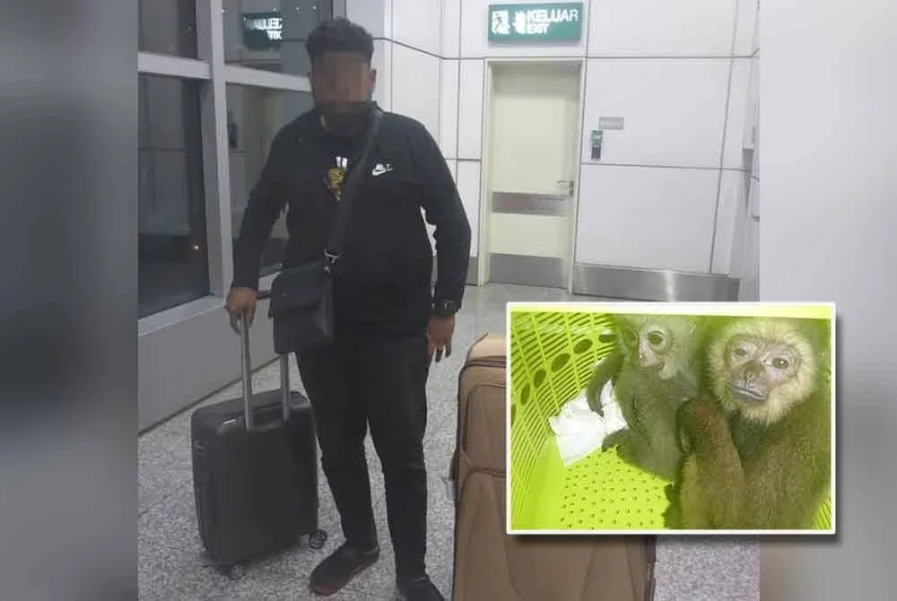 Seorang lelaki warga tempatan ditahan cuba seludup Ungka Tangan Hitam di KLIA pada Jumaat