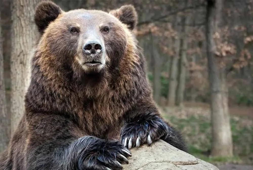 Dua orang maut akibat serangan beruang di Bandar Yuzhno-Sakhalinsk.Gambar hiasan