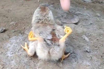 Anak ayam berkaki empat tular di media sosial di Indonesia. - Agensi