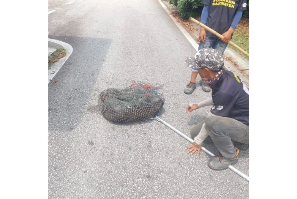 Tangkapan anjing terbiar dilakukan kontraktor dilantik berdasarkan aduan diterima daripada orang awam. Foto: FB MBS