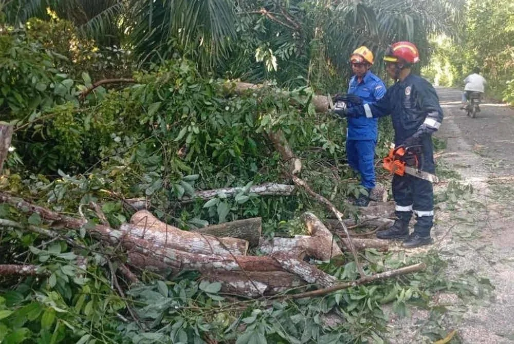 Kerja-kerja pembersihan dilakukan di lokasi pokok tumbang. Foto APM