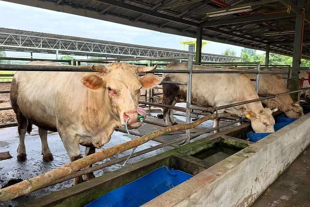 Lembu baka charolais yang memakai cip bagi elak kerosakan pada telinga jika pakai tag. FOTO SINAR HARIAN - ADILA SHARINNI WAHID