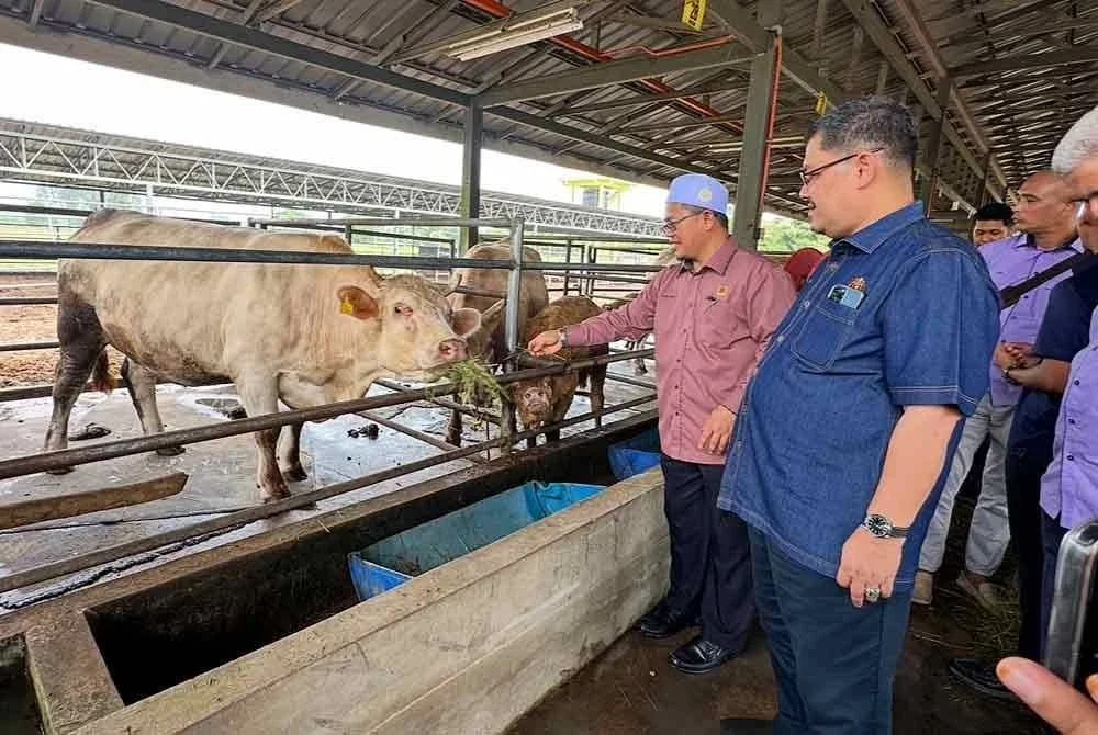 Tuan Mohd Saripudin (kiri) memberi makan kepada lembu di ladang ternakan Agrovalley Rong Chenok, Pasir Mas. FOTO SINAR HARIAN - ADILA SHARINNI WAHID