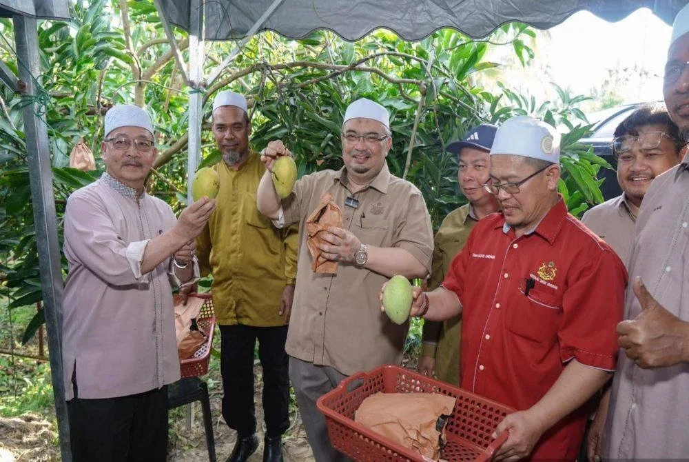 Harum manis yang ditanam di Bachok menggantikan tembakau.