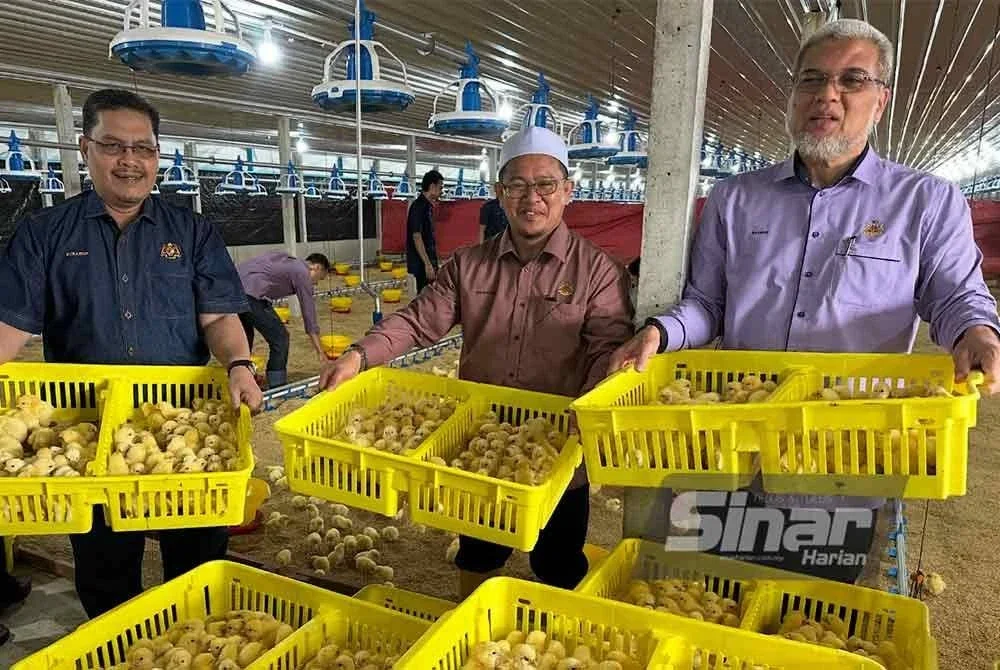 Anak ayam fasa pertama dilepaskan di reban di Agrovalley Rong Chenok, Pasir Mas. FOTO SINAR HARIAN - ADILA SHARINNI WAHID