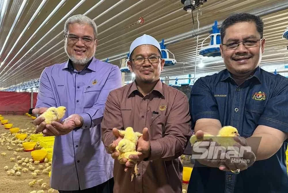 Anak ayam yang akan diternak bagi memastikan bekalan di Kelantan mencukupi. FOTO SINAR HARIAN - ADILA SHARINNI WAHID