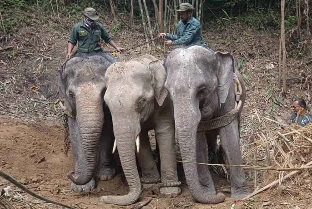 Seekor gajah liar jantan seberat 2.8 tan yang dilaporkan menganggu tanaman penduduk berjaya dipindahkan oleh Perhilitan di Kampung Plang, Gerik pada Khamis. Foto ihsan pembaca