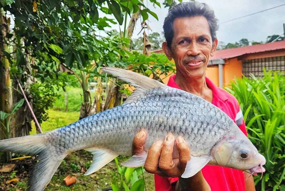 Ikan susur arus antara hasil tangkapan Hairul.
