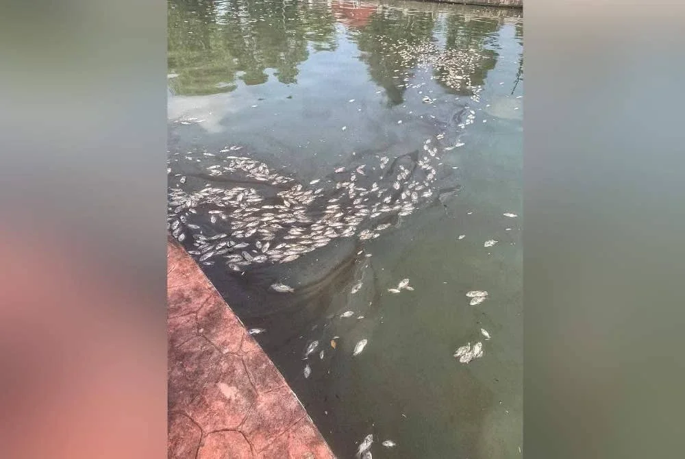 Ribuan ikan air tawar spesies tilapia dilaporkan timbul di permukaan air di Sungai Melaka.