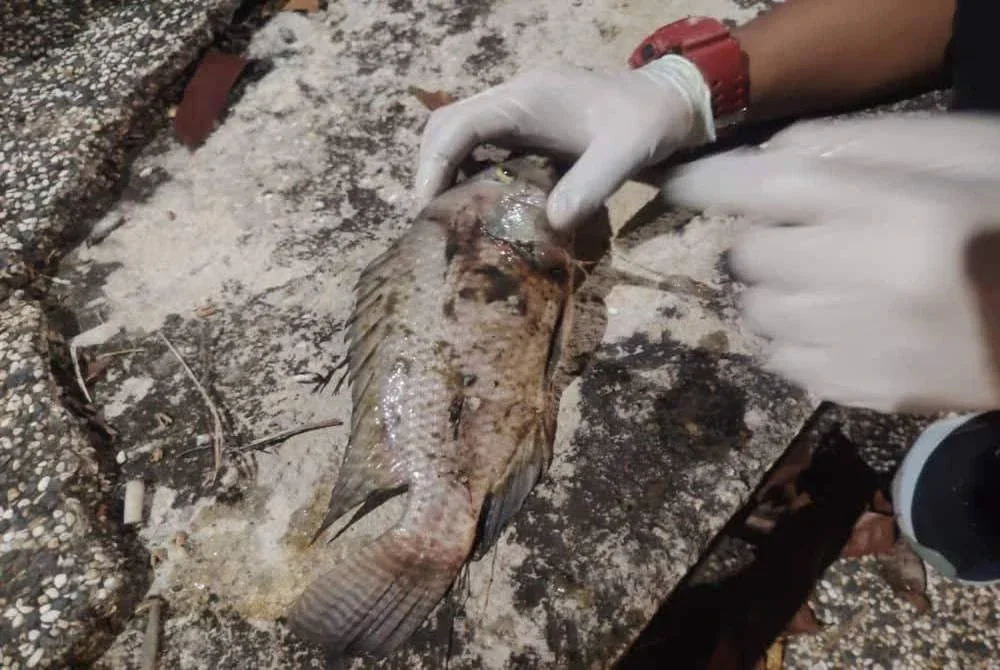 BKSA mengambil sampel ikan yang mati di Sungai Melaka.