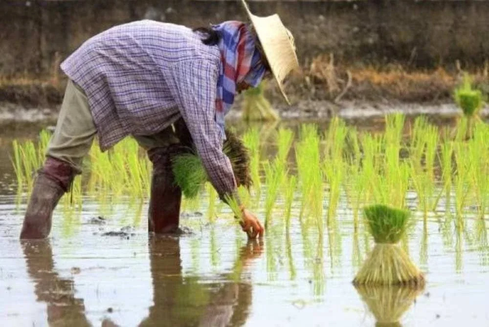 Kerajaan akan memastikan pembayaran insentif pembajakan dan penuaian kepada pesawah selesai sepenuhnya sebelum 31 Julai ini. Gambar hiasan